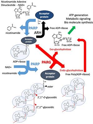 Poly(ADP-Ribose) Glycohydrolase (PARG) vs. Poly(ADP-Ribose) Polymerase (PARP) – Function in Genome Maintenance and Relevance of Inhibitors for Anti-cancer Therapy